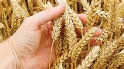 اتحاد الصناعات: 500 جنيه زيادة في سعر القمح الروسي والاحتياطي يكفي 6 أشهر