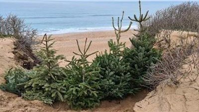 استخدم أشجار عيد الميلاد لإصلاح الكثبان الرملية في نيوكواي