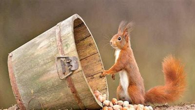 بريطانيا تلجأ إلى حبوب منع الحمل للسيطرة على السناجب