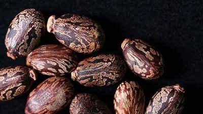 كابوس الزعماء.. كل ما تريد معرفته عن مادة الريسين السامة| صور