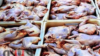 ضبط كمية من الدواجن الفاسدة بالتونسي