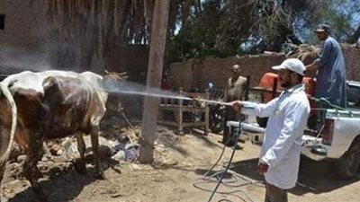 بيطري البحيرة: ذبح 107 آلاف رأس داخل المجازر والتأمين على 117 ألفا أخرى