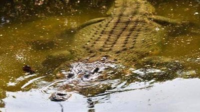 الشجاعة تكسب.. أسترالي يحرر نفسه من فكي تمساح