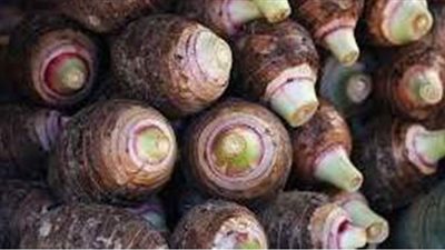 طريقة تخزين القلقاس والسلق