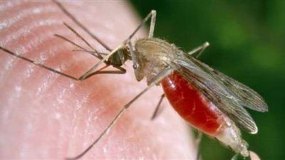 يهدد بعواقب وخيمة.. نوع جديد من البعوض يسبب الملاريا في أفريقيا
