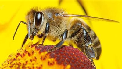 مستعمرة نحل كاملة على ذراع عارية لشاب بجمهورية الدومينيكان