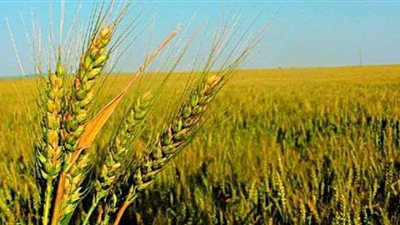 3 إجراءات مهمة للعناية بمحصول القمح خلال فبراير.. مقاومة الصدأ أهمها
