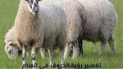 تفسير رؤية الخروف في المنام.. وعلاقته بتعدد الزواج والمال الكثير