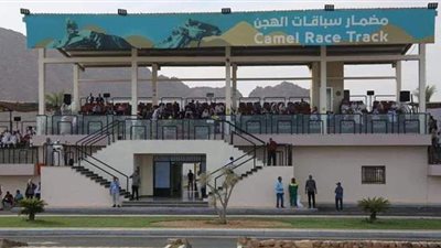 لجنة التحكيم تعلن أسماء الفائزين بأشواط سباق الهجن في شرم الشيخ