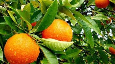 نشرة بالتوصيات الفنية لمزارعي محاصيل الموالح خلال شهر فبراير