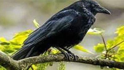 تفسير رؤية الغراب في المنام.. وعلاقته بالمتاعب والأخبار السيئة والهموم