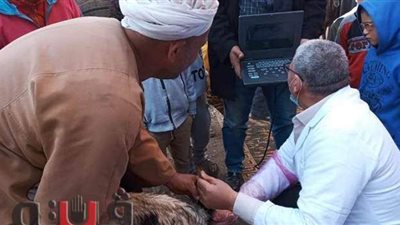 تنظيم قافلة بيطرية مجانية بقرية طحا المرج بالشرقية