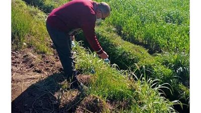 الزراعة تطلق حملة لحماية محصول القمح من القوارض