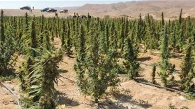 تفاصيل القبض على عامل زرع بانجو في أرضه الزراعية بالدقهلية