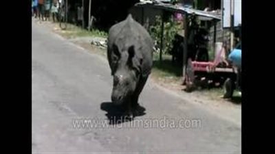 رويترز تكشف حقيقة فيديو تجول وحيد القرن في شوارع القاهرة 