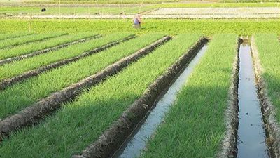 مساحات الأرز المقرر زراعتها الصيف المقبل