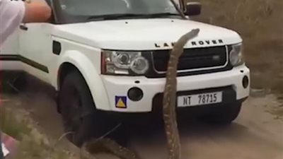 ثعبان عملاق يهاجم سيارة سياح ويهددهم (فيديو وصور)