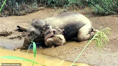 قتل فيل قزم بـ 70 رصاصة في مشهد مروع (فيديو وصور)