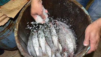 «أشهر مدن صناعة الفسيخ في مصر».. إسنا أول من عرفته في التاريخ.. نبروه «قلعة الأسماك المملحة».. عزبة البرج تتفوق بخلطة سرية في دمياط.. وإقبال على بسيون لانخفاض الأسعار