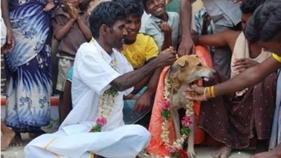 بالصور.. هندي يعقد قرانه على «كلبة» تنفيذا لنصيحة منجمين