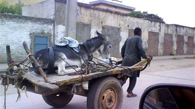 الرفق بالحيوان على الطريقة المصرية