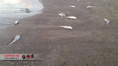 نفوق كميات كبيرة من الأسماك برأس البر