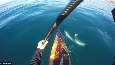 بالفيديو والصور.. «الدلافين» تشارك راكب أمواج اللهو بـ«كالفورنيا»