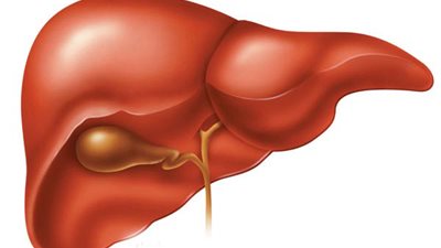 دراسة: الكبد منخفض الدهون وراء سمنة بلا أمراض
