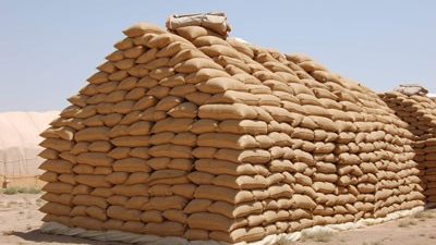 2940 جنيهًا لطن القمح بالإسكندرية