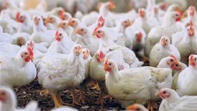 استقرار أسعار الدواجن.. وكرتونة البيض بـ31.50 جنيها