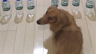 صدمة رجل أراد اختبار ذكاء كلبه (فيديو وصور)