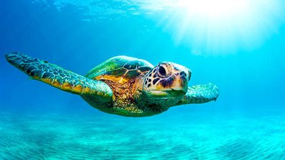 «البيئة» تطلق أول مشروع قومي لرصد السلاحف البحرية