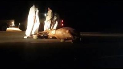 بالفيديو.. سيارة تتسبب في وفاة جمل على طريق سريع بالرياض