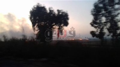 تحرير 54 محضر حرق قش أرز للمخالفين في الشرقية