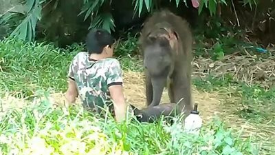 رد فعل مؤثر لفيل صغير رفضه قطيعه (فيديو وصور)