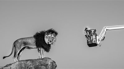 مصور يحاكي مشهدا مميزا من فيلم الأسد الملك على الطبيعة (صور)