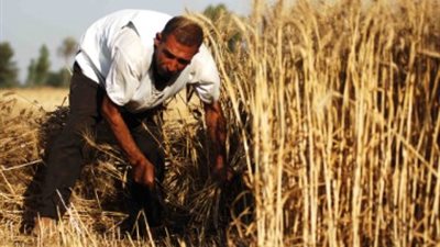 «القبانيين» تشارك في لجان استلام محصول القمح من المزارعين