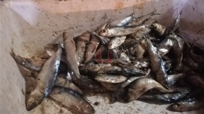 ضبط كميات من الأسماك والفسيخ غير صالحة بالإسكندرية (صور)