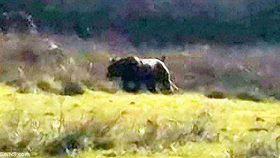 بالصور.. أم وابنتها يعثران على قط ضخم يشبه النمور