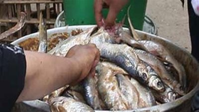 الأسماك الفاسدة تغزو الأسواق قبل شم النسيم.. إعدام 105 أطنان فسيخ بالقاهرة.. ضبط 3 آلاف كيلو سردين غير صالح بالمنيا.. القبض على صاحب مصنع غير مرخص بالشرقية.. 942 كيلو رنجة فاسدة بالإسكندرية