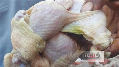 بالصور.. إحالة صاحب مجزر بكفر الشيخ للنيابة لجلبه دواجن غير صالحة