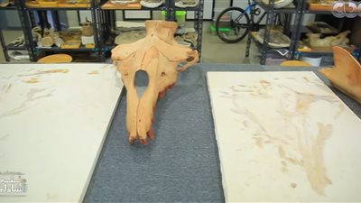 صاحب ورشة رخام يكتشف حفرية لأكبر حوت مفترس بالصدفة (فيديو)