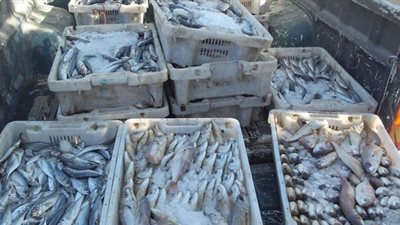وزارة الزراعة: ضبط أطنان من الأسماك الفاسدة قبل بيعها للمواطنين
