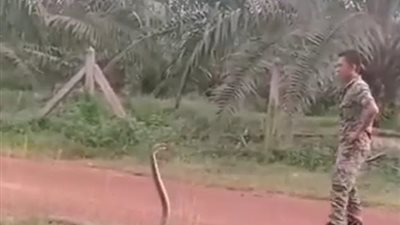 شاهد كيف سيطر جندي على أطول أفعى سامة في العالم (فيديو وصور)