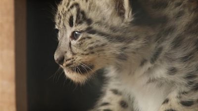 رد فعل نمور مهددة بالانقراض تشاهد مكان عيشها لأول مرة (فيديو وصور)