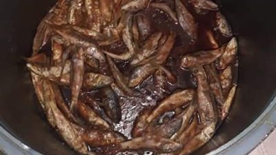 صحة البحر الأحمر: إعدام 13 كيلو فسيخ وسمك بورى وتحرير 10 محاضر متنوعة بسفاجا