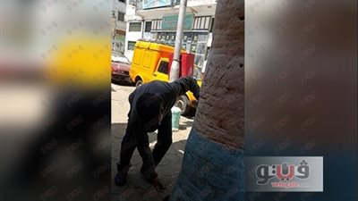 شرق بورسعيد: إزالة 6 أشجار من أمام الممشى السياحي بسبب «السوس»