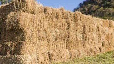 وزيرة البيئة تشيد بقصص نجاح متعهدي جمع قش الأرز بالبحيرة