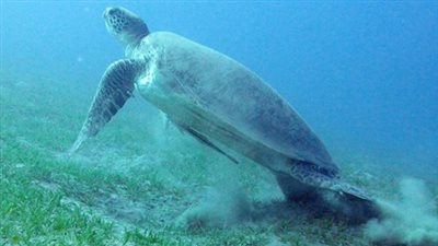 مدير المحميات الشمالية يكشف مراحل المشروع القومي لرصد السلاحف