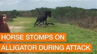 بالفيديو.. شجار عنيف بين حصان وتمساح